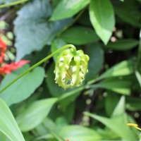 Gloriosa superba L.